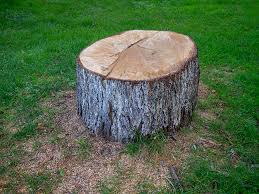 Trusted Waverly, NY Tree Care Experts