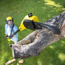 How Our Tree Care Process Works  in  Waverly, NY